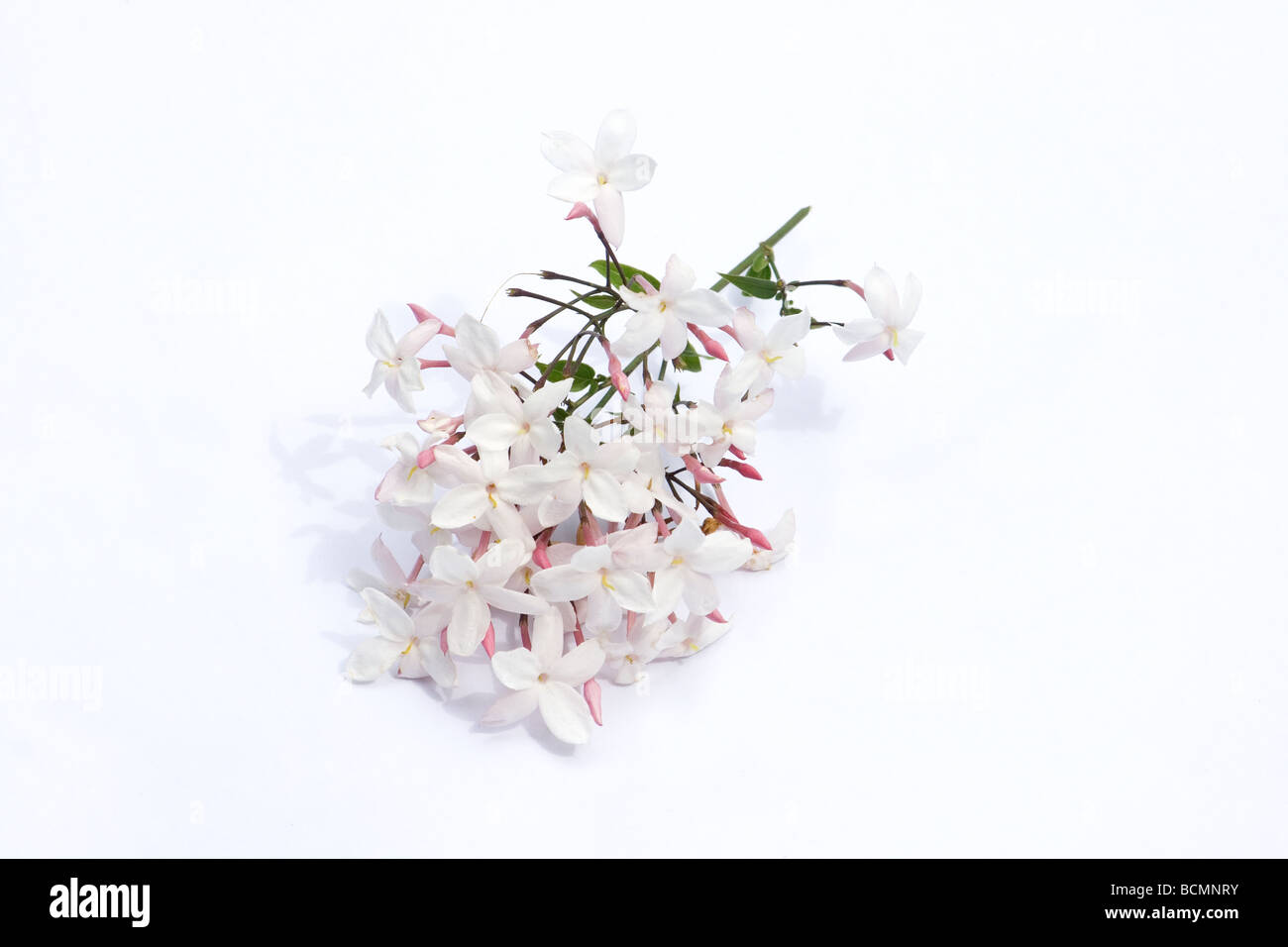 Rosa Jasminblüten auf weißem Hintergrund Stockfoto