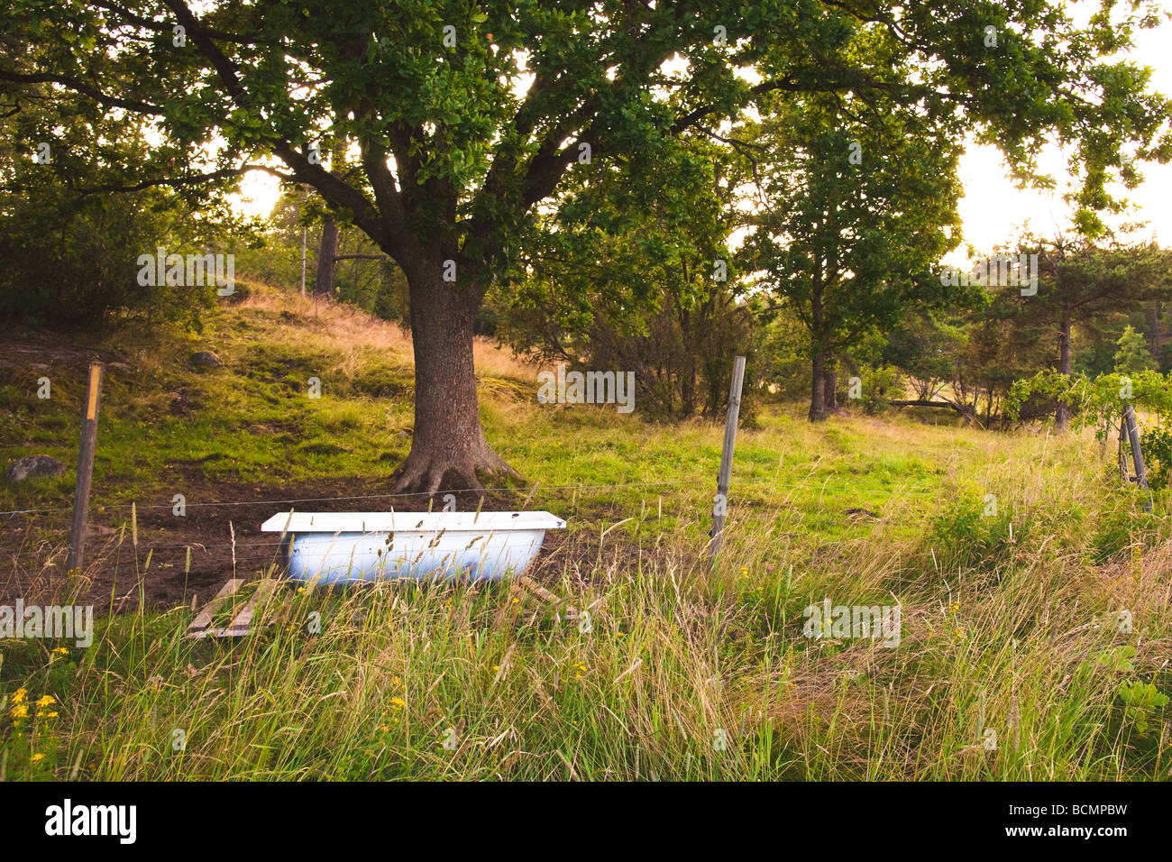 Surreale ländlichen Konzept Märchen inspiriert Bild von einer Badewanne unter einem Baum in einem bewachsenen Feld auf einen glühenden Sommer Sonnenuntergang. Stockfoto