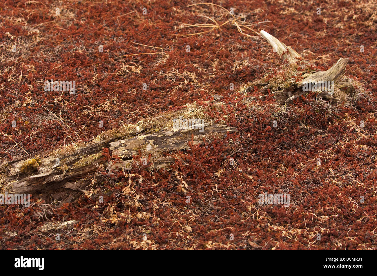 FLECHTEN VON DER TUNDRA ALASKAS VERBRAUCHT EIN ALTES STÜCK TREIBHOLZ AM BERING-MEER Stockfoto
