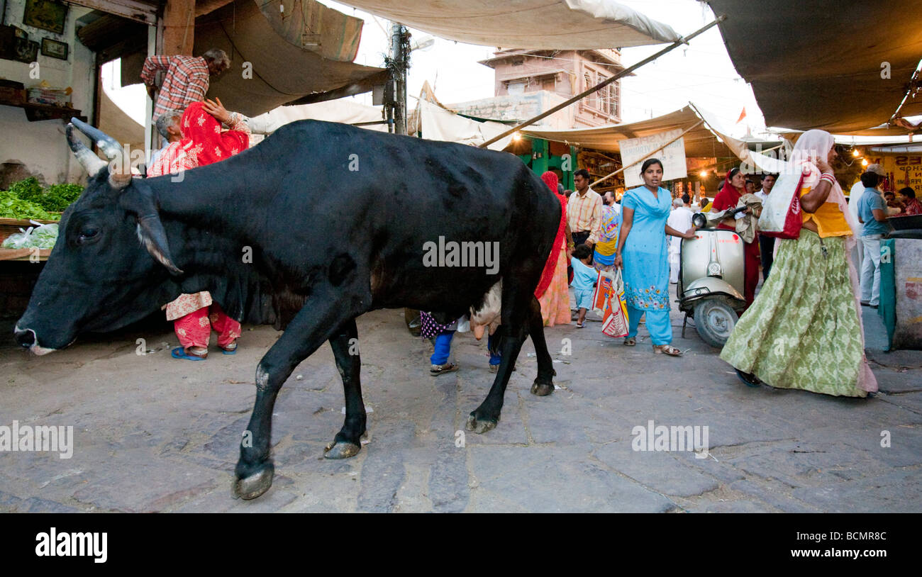 Eine heilige Kuh im Sadar Markt Jodhpur Rajasthan Indien Stockfoto
