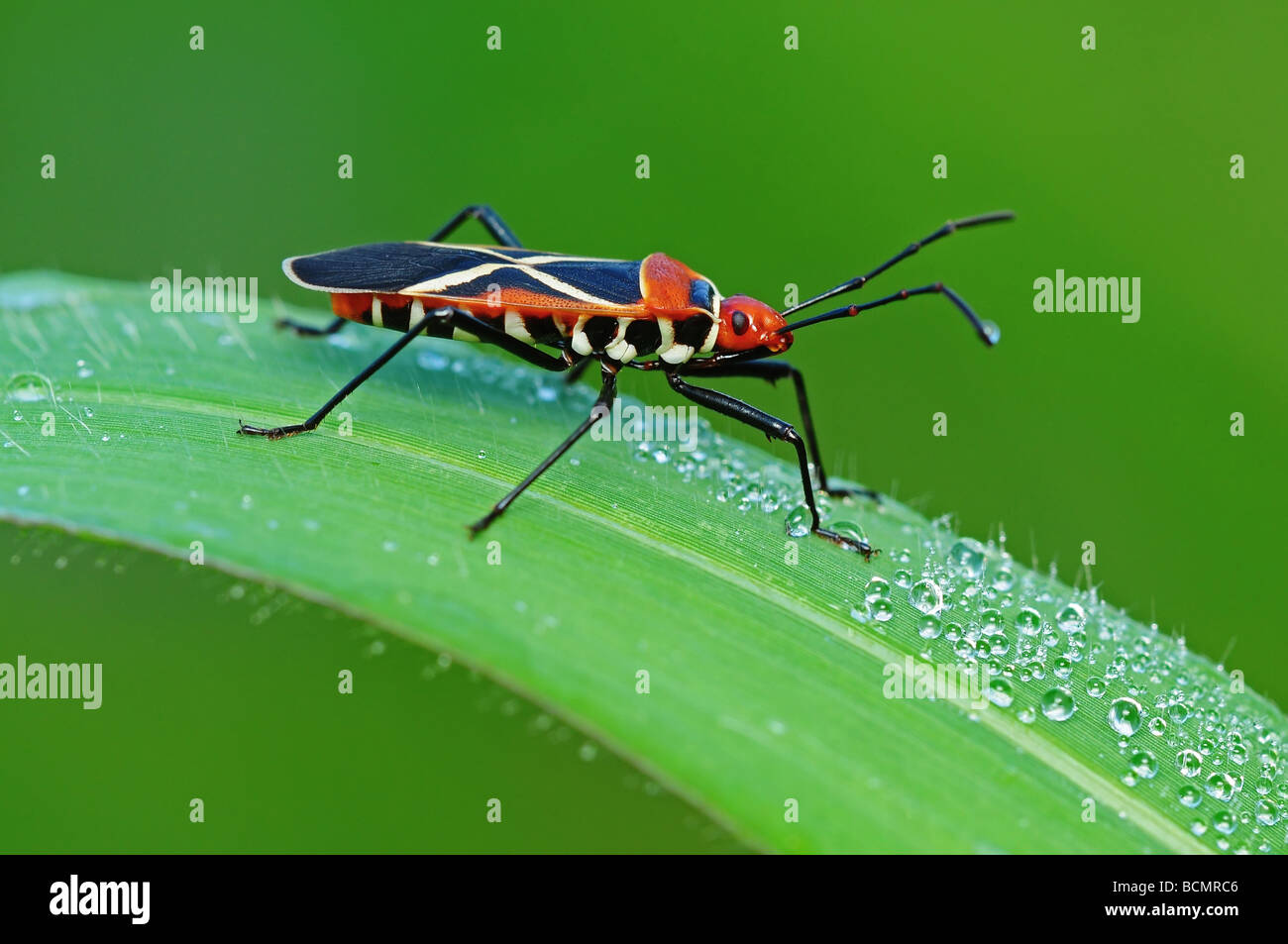 bunte Stink Bug in den parks Stockfoto