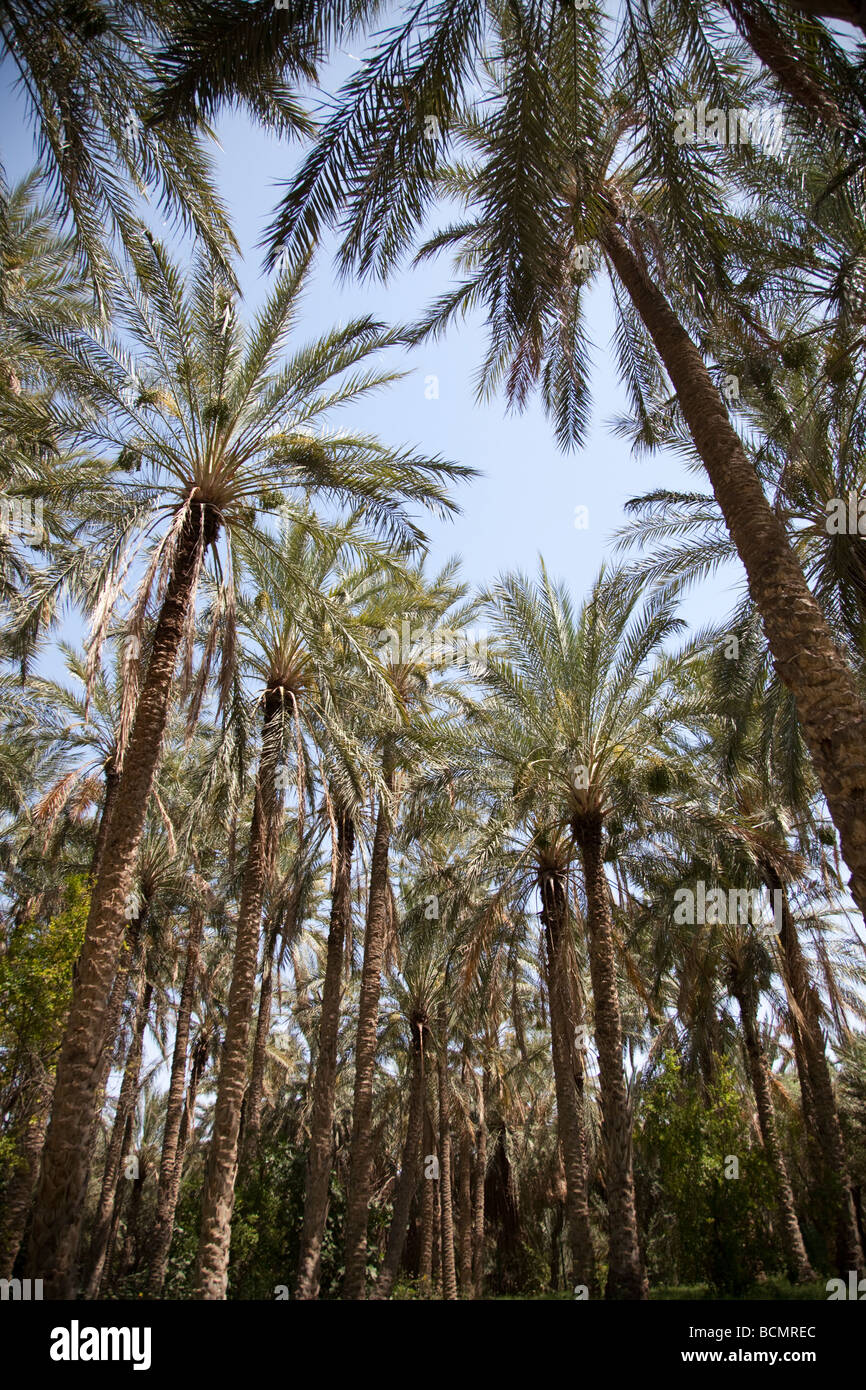 Geerntet werden die Palmen in der Oase Tozeur, Tunesien für ihre Termine. Stockfoto
