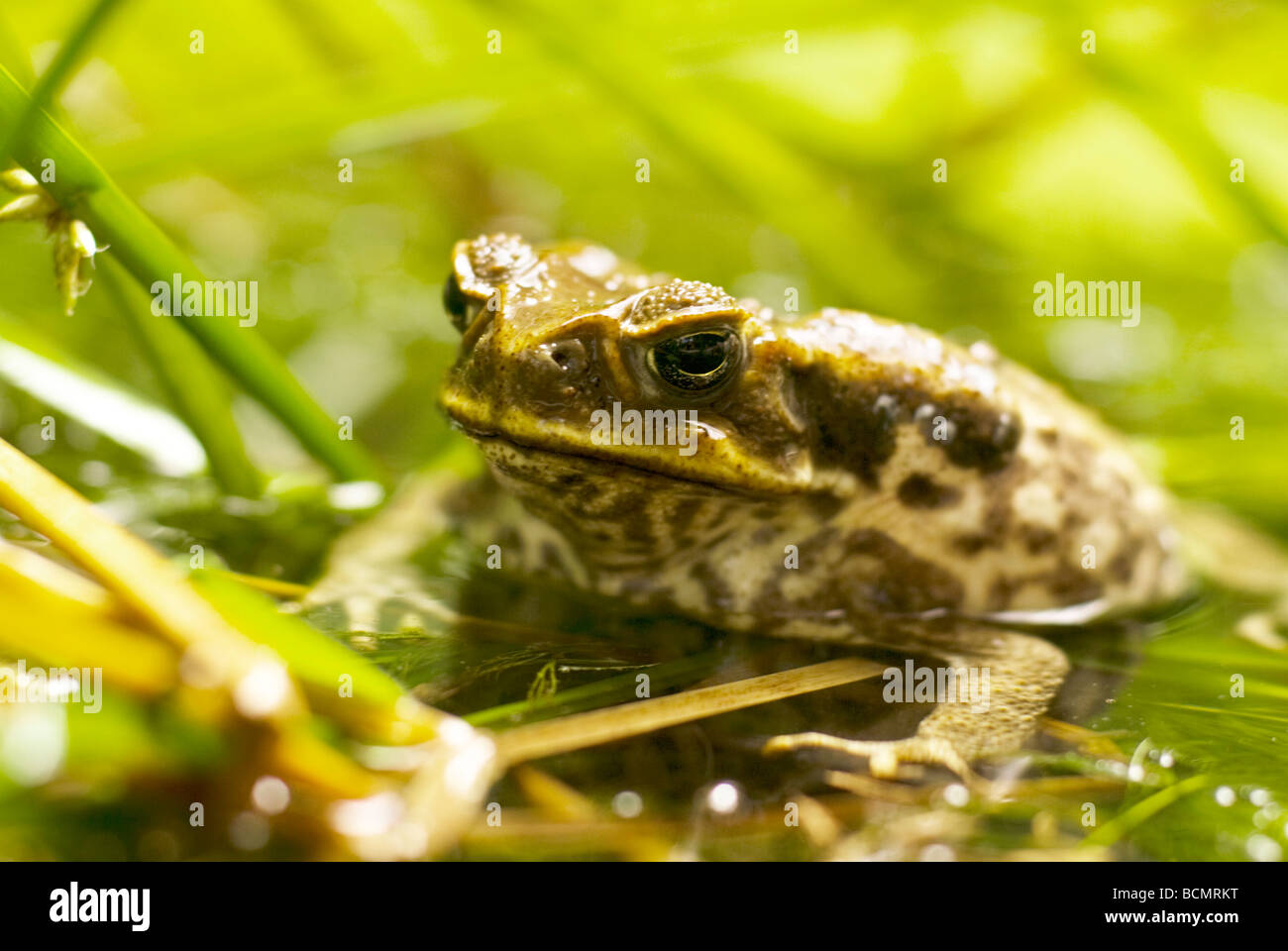 Cane Toad sitzen im Teich Stockfoto