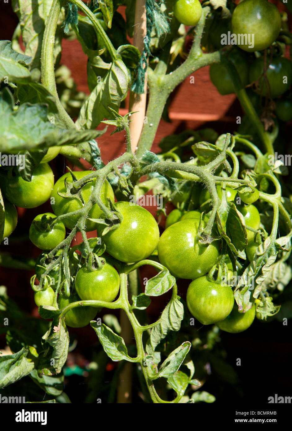 Grüne Tomaten wachsen Stockfoto