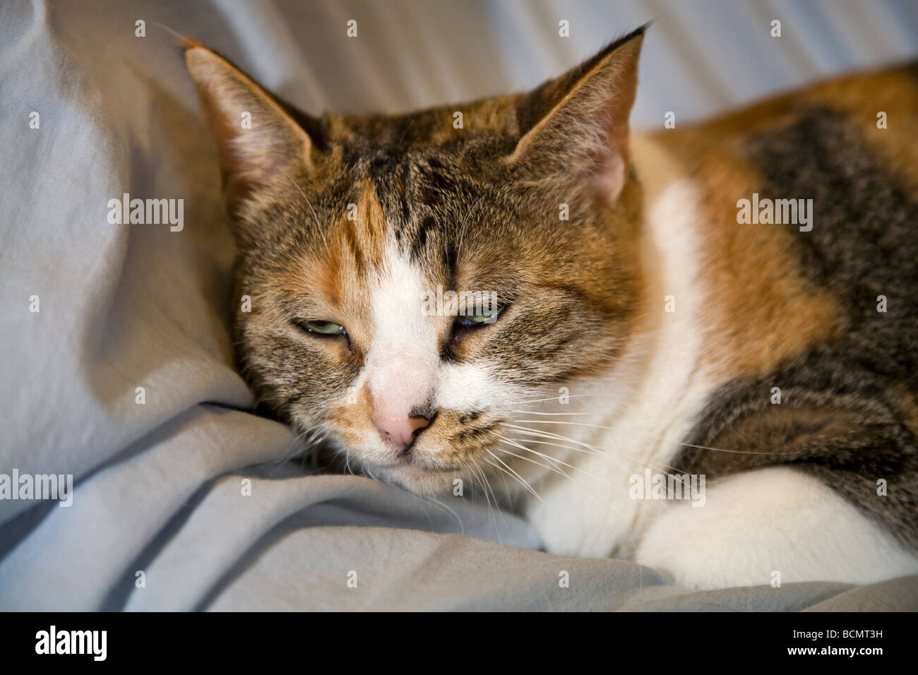 Eine gemeinsame kurzen Haaren Tan weiße und schwarze Hauskatze mit grünen Augen Stockfoto