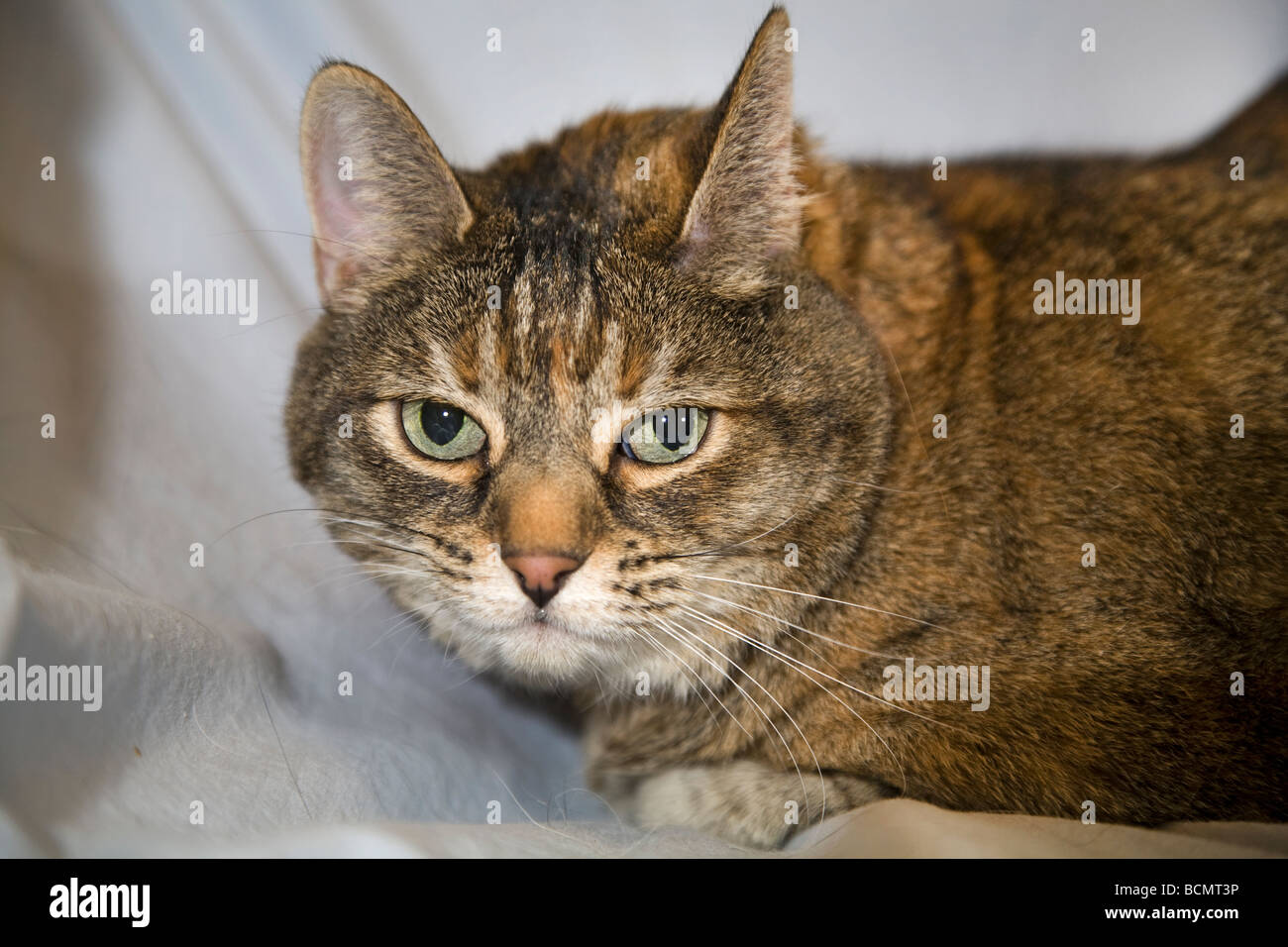 Eine gemeinsame kurzen Haaren Hauskatze im Halbschlaf auf Sofa oder Bett liegen Stockfoto