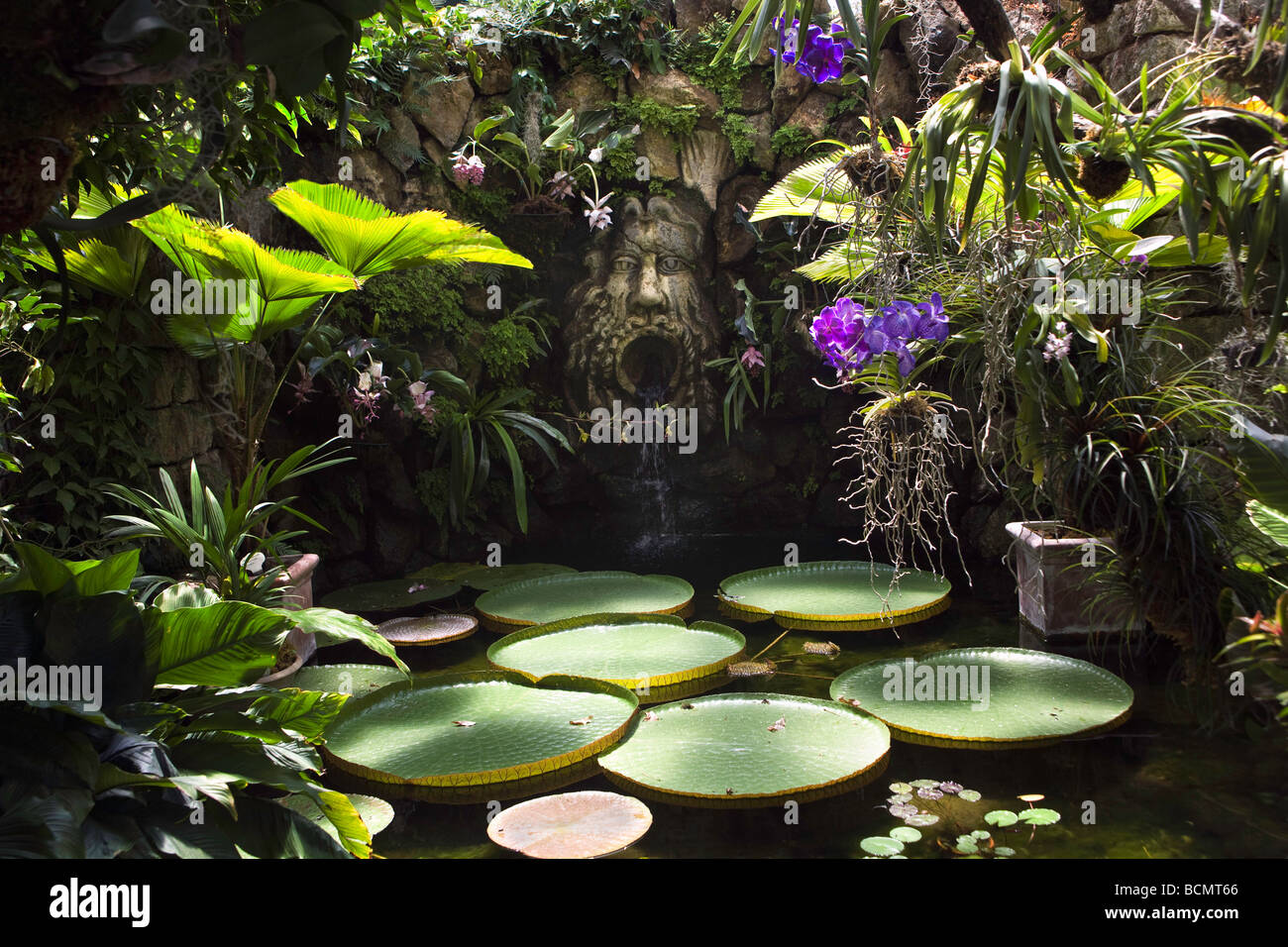 Victoria House, La Mortella Garden Gewächshaus-Grotte mit riesigen Seerosenunterlage und La Bocca-Brunnen, Ischia, Italien Stockfoto