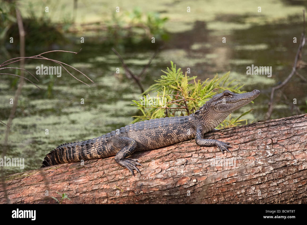 Lächelnde Alligator auf Log in Louisiana Bayou Stockfoto