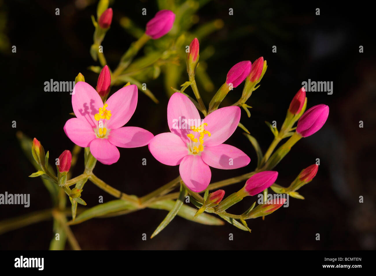 Geringerem Tausendgüldenkraut Centaurium Quadrifolium Sb Barrelieri Alicante Spanien Stockfoto