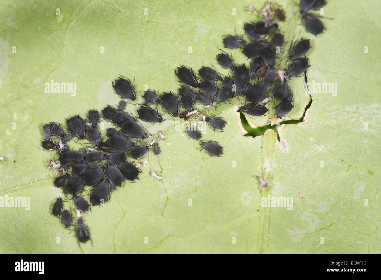 Blattläuse auf Blatt. Stockfoto