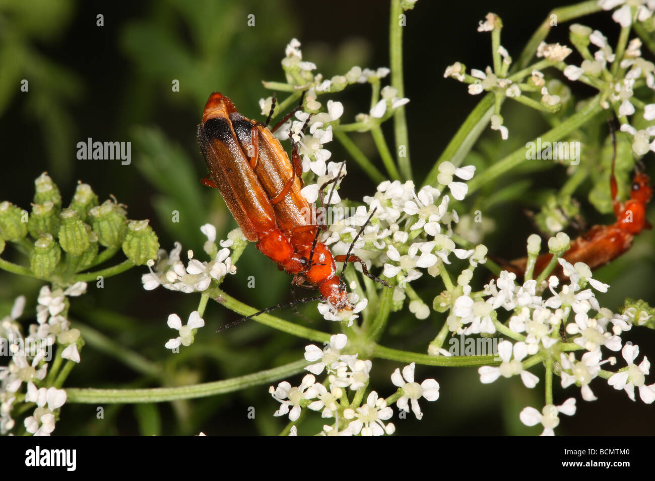 Weichkäfer Paarung. Stockfoto