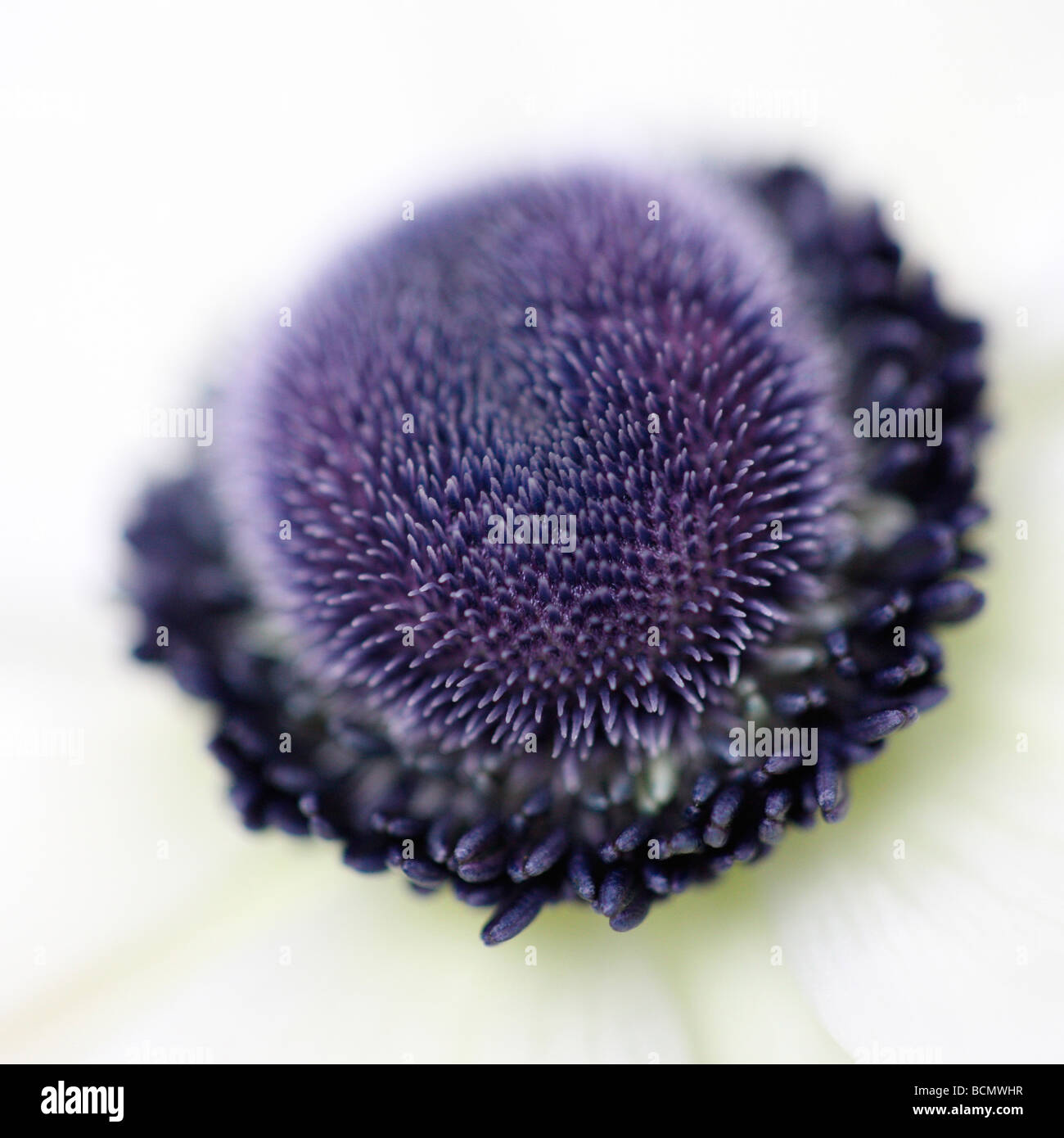 dramatische Schuss eine weiße Anemone Zentrum Jane Ann Butler Fotografie JABP383 Stockfoto