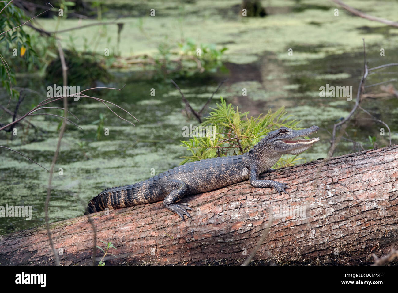 Alligator auf Log mit offenem Mund in Louisiana Bayou Stockfoto