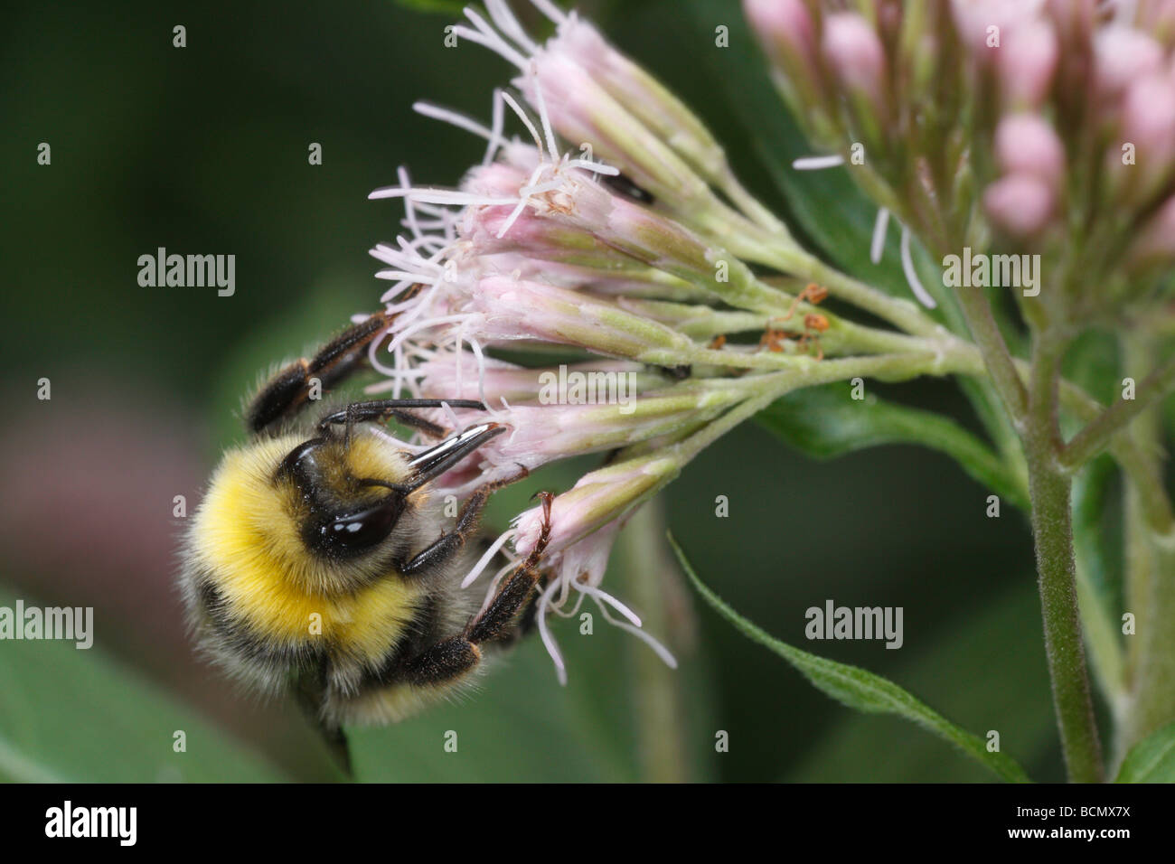 Bombus Terrestris, Buff-tailed Hummel oder große Erde Hummel. Stockfoto