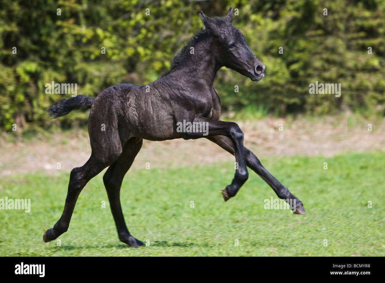 Lipizzaner Pferde - Fohlen springen auf der Wiese Stockfoto