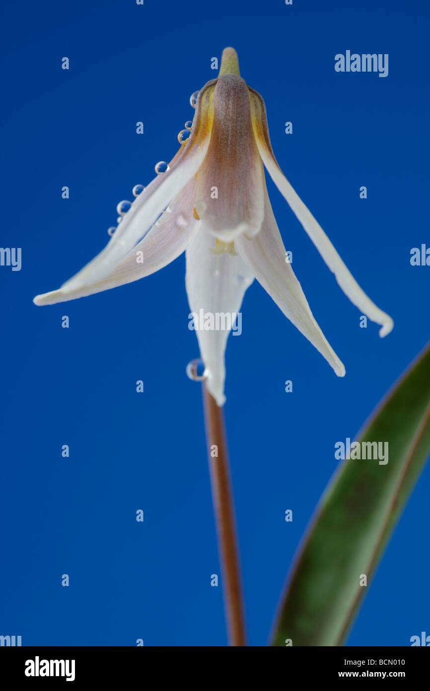 Erythronium Dens-Canis var. nix (des Hundes-Zahn violett, Forelle Lilie.) Stockfoto