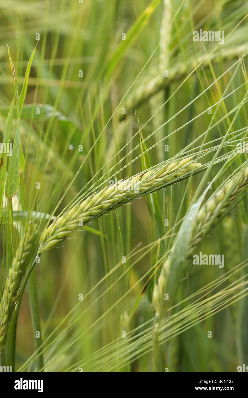Weizen ein Ackerkulturen Feld im Juli Somerset England Stockfoto