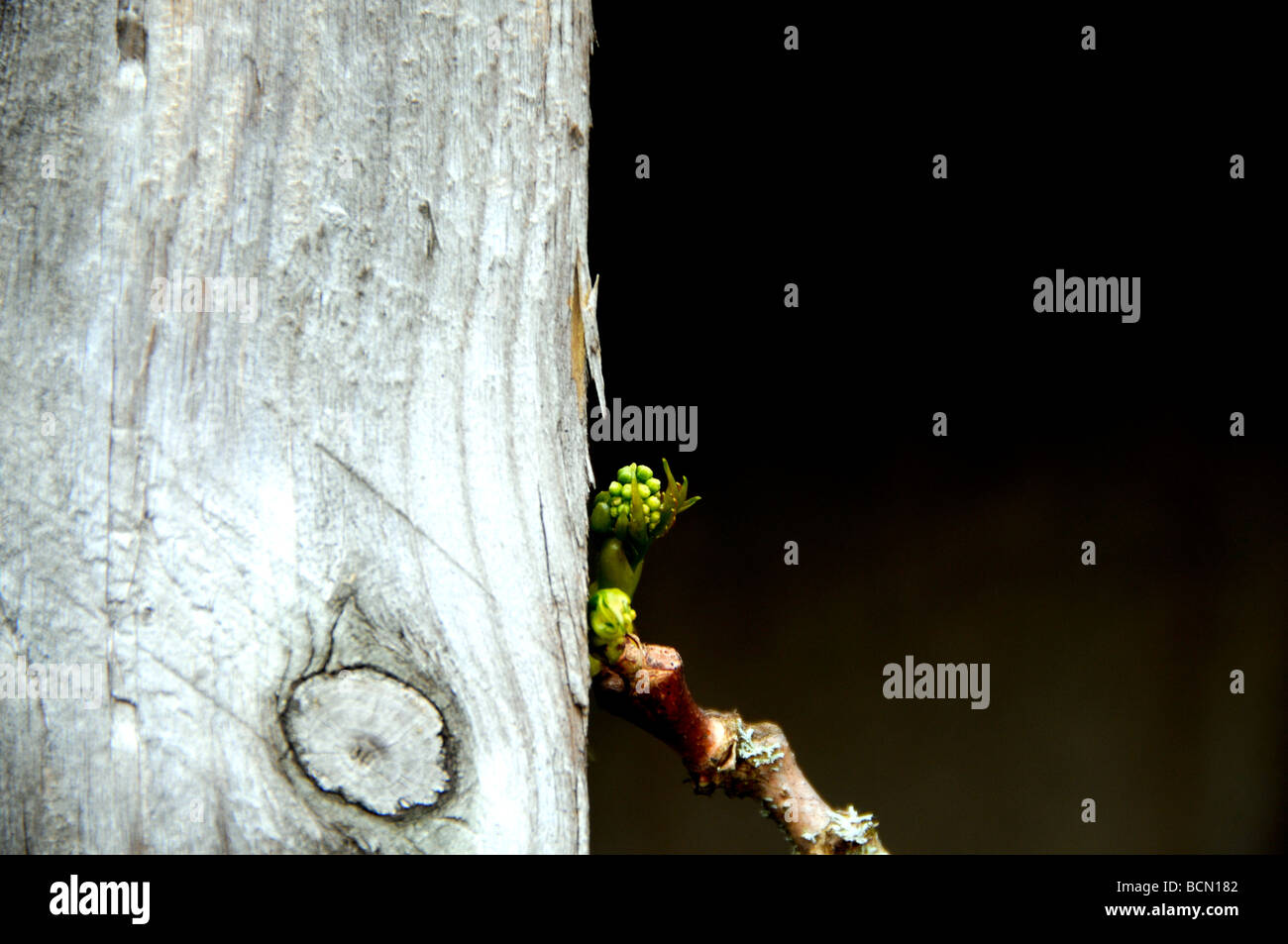 Ivy, angehende Stockfoto