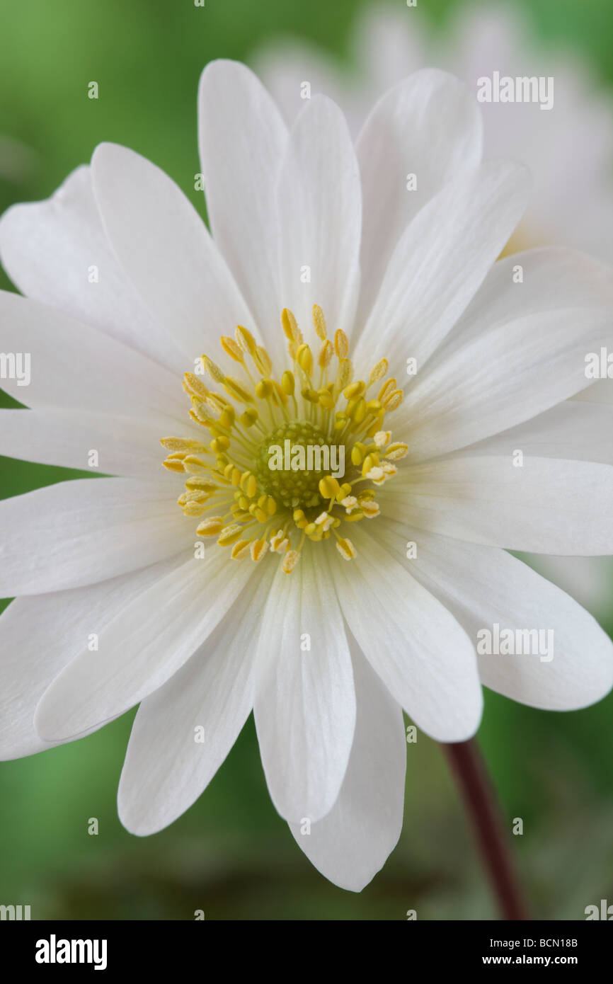 Anemone Blanda "Weiße Pracht" AGM (Windflower) Stockfoto