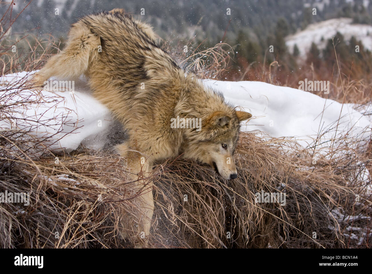 Wolf, die Böschung hinunter springen Stockfoto