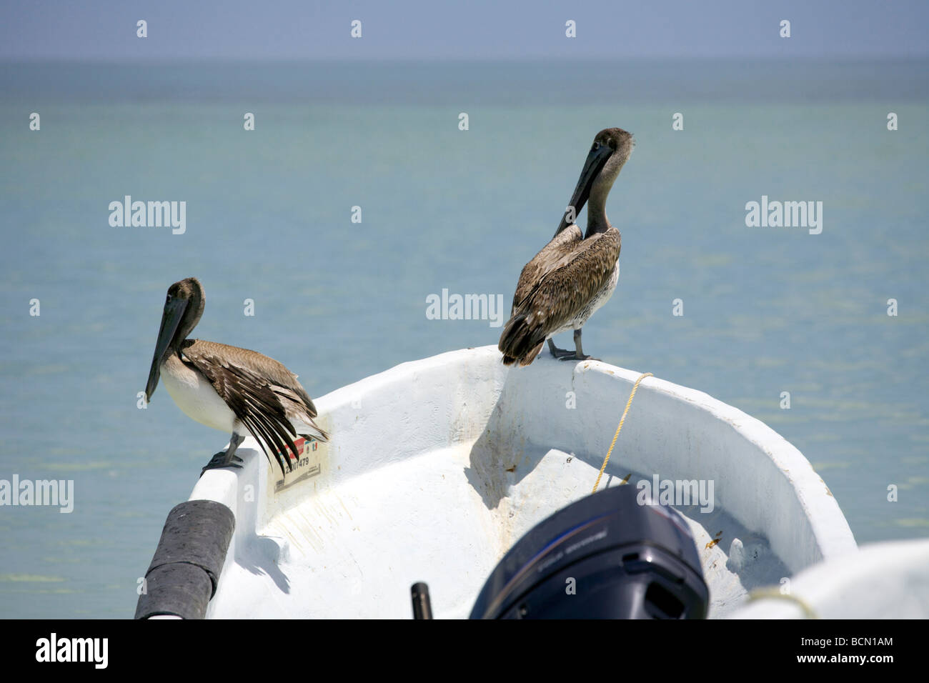 Zwei braune Pelikane Pelecanus Occidentalis thront auf einem Boot der Insel Holbox, Quintana Roo, Halbinsel Yucatán, Mexiko, Stockfoto