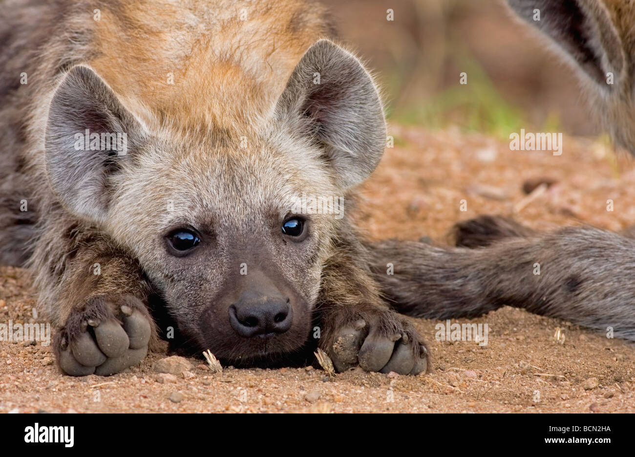 Nahaufnahme eines gefleckte Hyänen (Crocuta Crocuta) Welpen ruht mit seinem ausgestreckten Pfoten und Kinn auf dem Boden Stockfoto