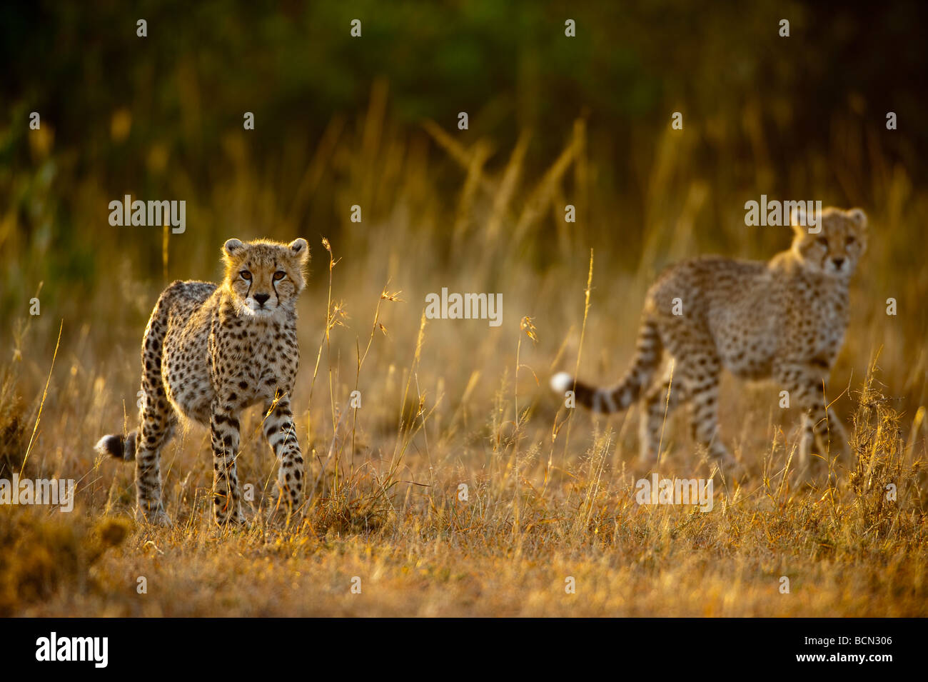 Fünf Monate alten Geparden (Acynonyx Jubatus) Jungtiere zu Fuß im frühen Morgenlicht Stockfoto