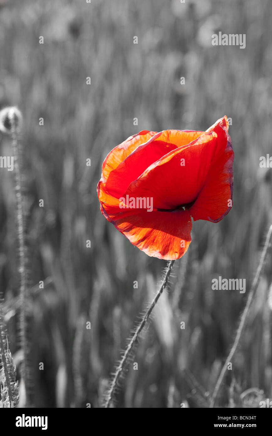 Monotonie des einen roten Klatschmohn in einem englischen Feld Stockfoto