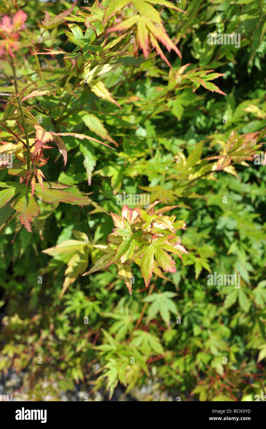 grüne Acer japanischer Ahorn Sommer verlässt Bush rote Flora Dickicht Herbacious dekorativen Zweig Zweig Baumharz Stockfoto