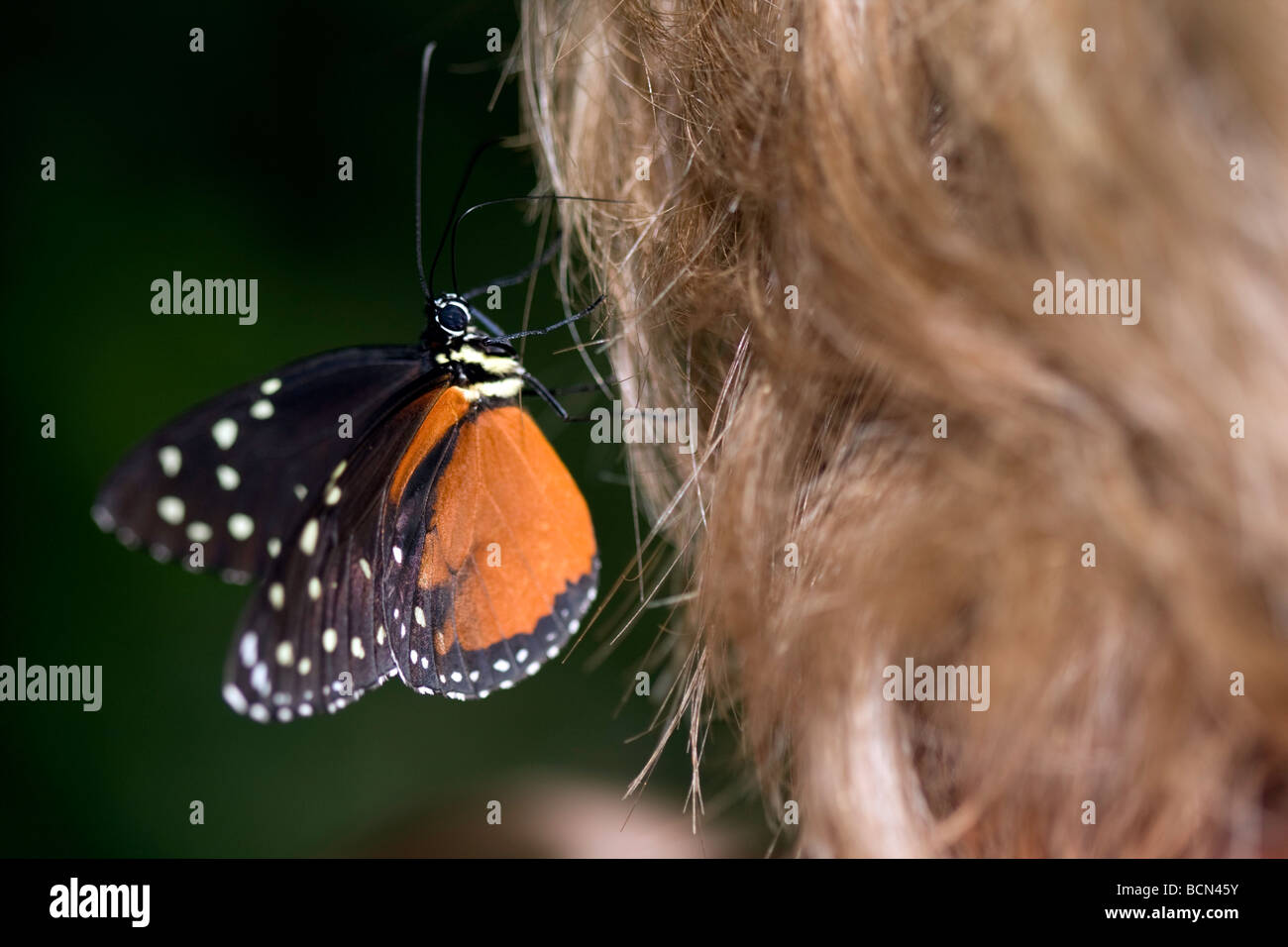 Tiger Schmetterling freundet sich mit einer reizenden Dame und fragt sie nach einer Fahrt rund um den Wald. Stockfoto