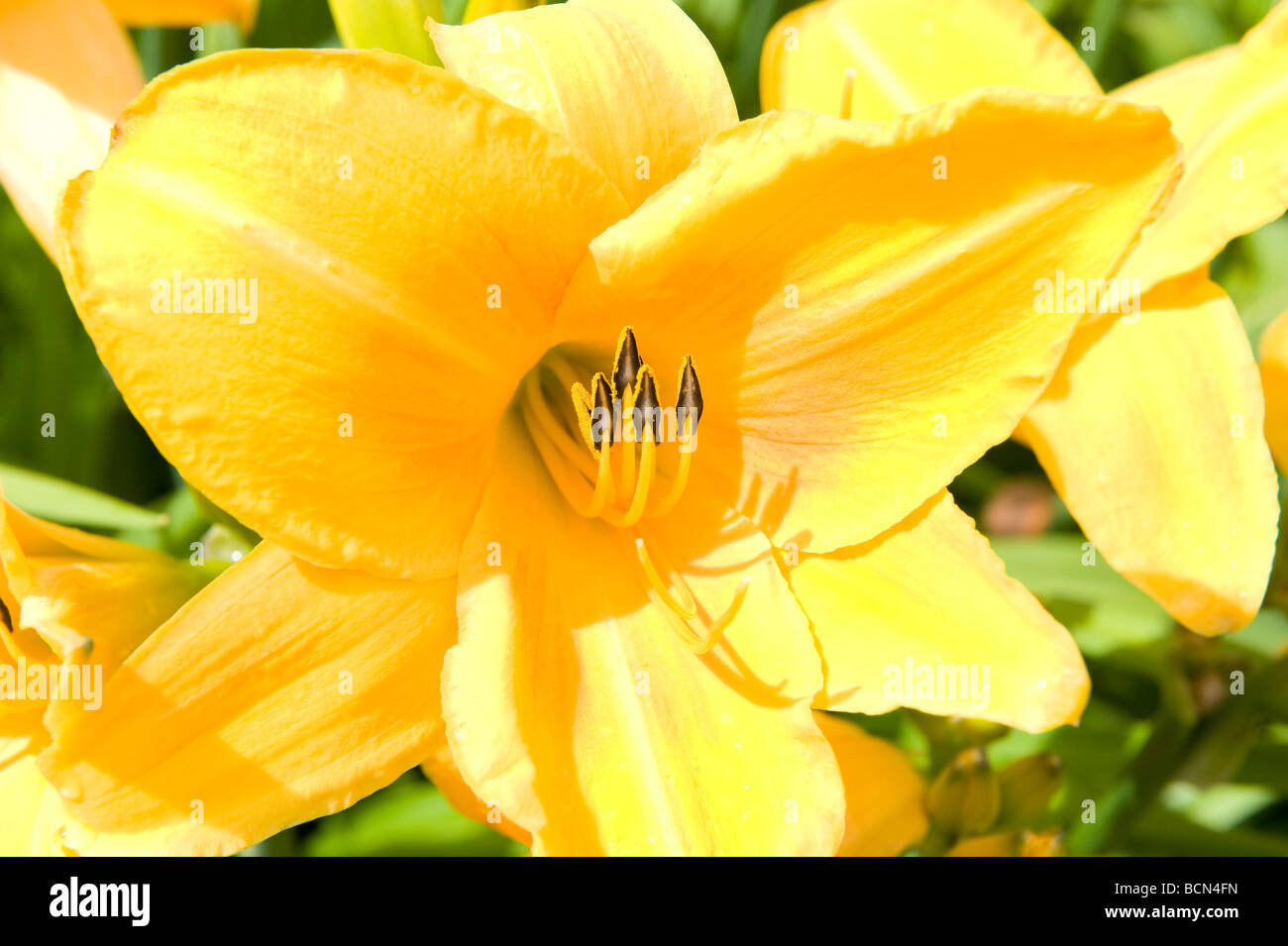 Hemerocallidaceae/Liliaceae Taglilien Hemerocallis 'Sunrise'. Schön auffällig helle goldene gelbe Blume in voller Blüte. Stockfoto