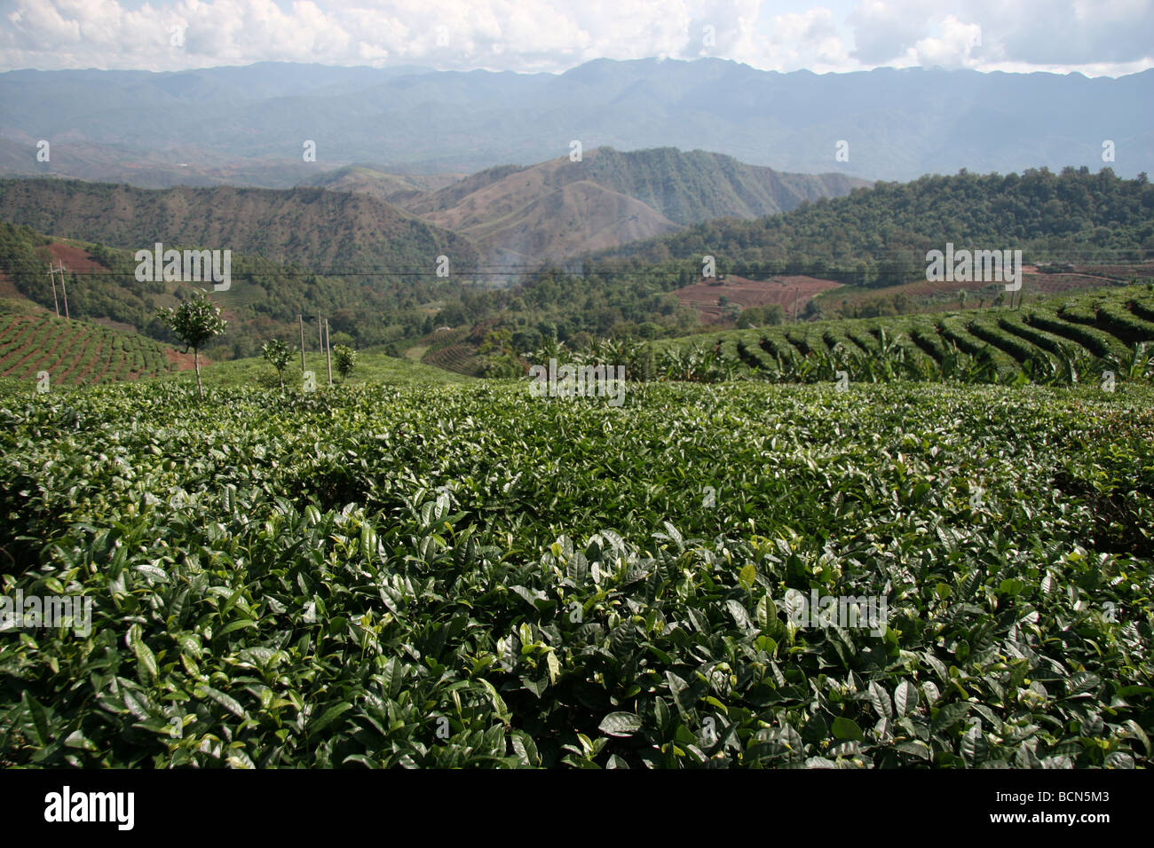 Tee-Rillen in der Nähe von alte Tee-Pferde Road, Provinz Yunnan, China Stockfoto