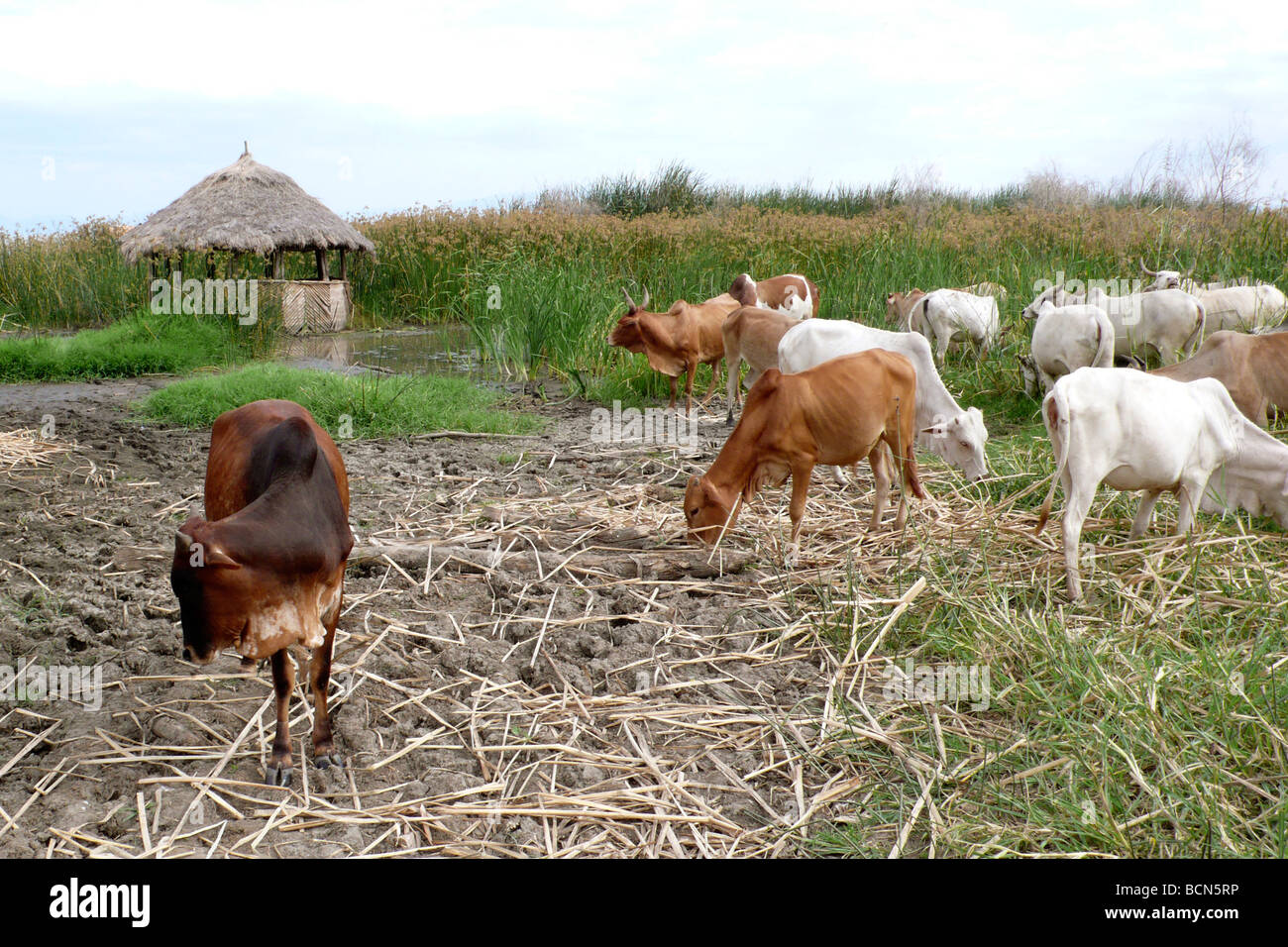 Äthiopien Chamo See Stockfoto