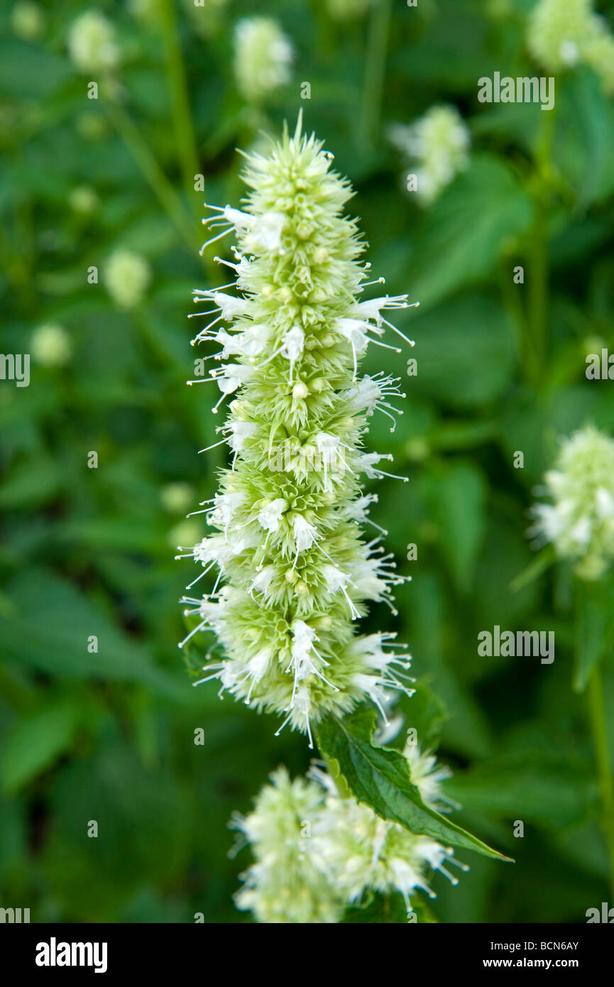Sanguisorba Burnet Rosengewächse Tenuifolia 'Alba'. Weiße Spitzen einzelne Blume. Stockfoto
