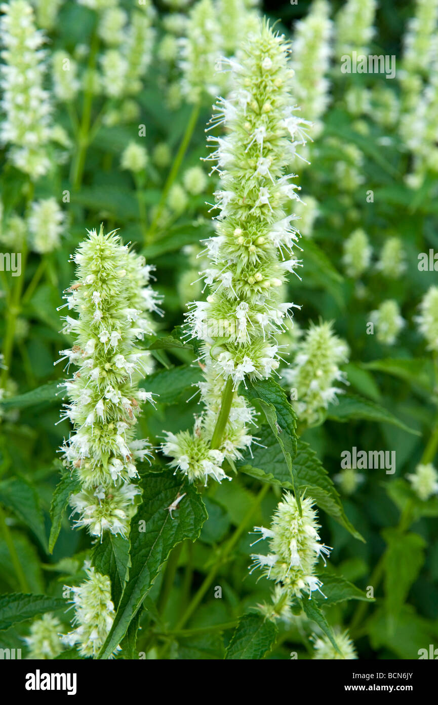 Sanguisorba Burnet Rosengewächse Tenuifolia 'Alba'. Weiße Spitzen Blumen in voller Blüte. Stockfoto