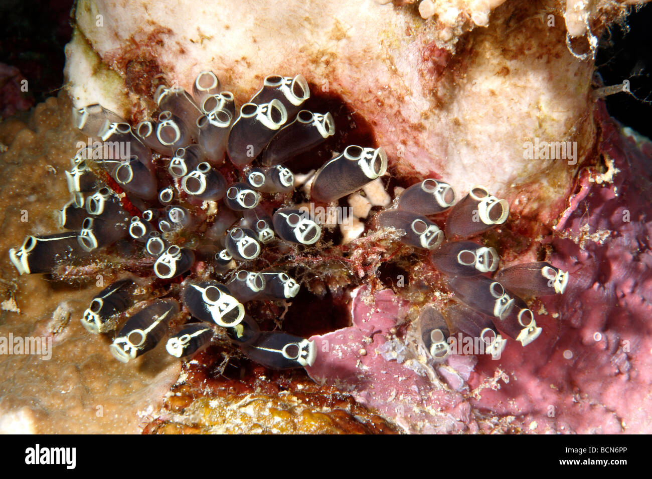 Kolonie von Seescheiden oder Seescheiden, Clavelina robusta Stockfoto