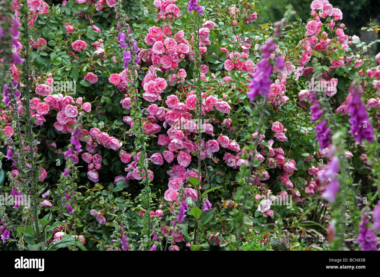 Rosen und Fingerhut in einer irischen Cottage-Garten Stockfoto