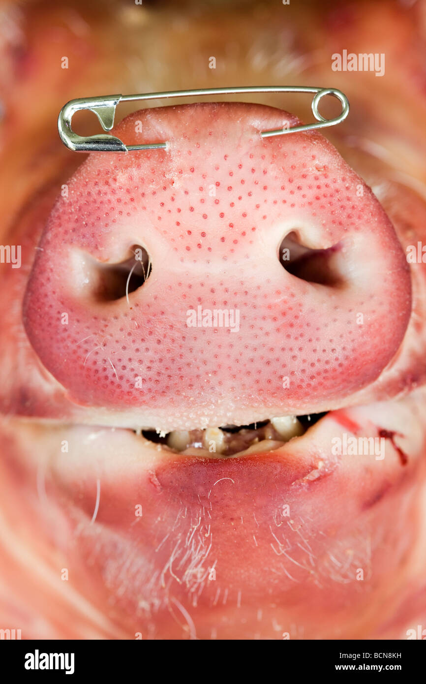Schwein mit Sicherheitsnadel durch Nase Stockfoto