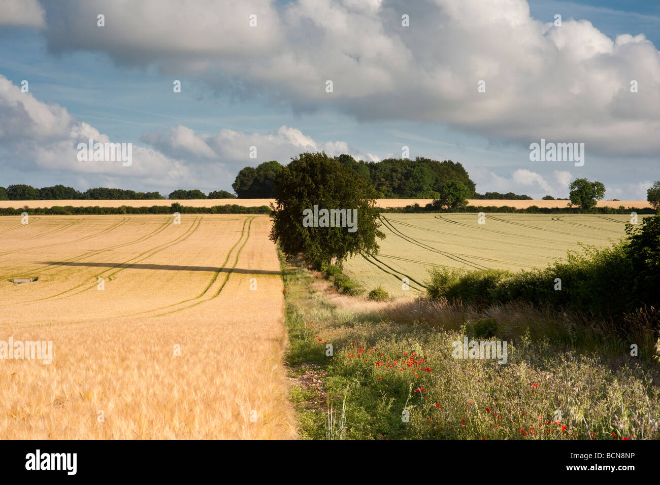 Ein Weizenfeld Wiltshire Stockfoto