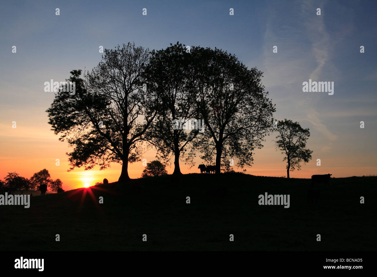 Sonnenaufgang am Bauernhof mit Tieren und Baum Silhouetten Stockfoto