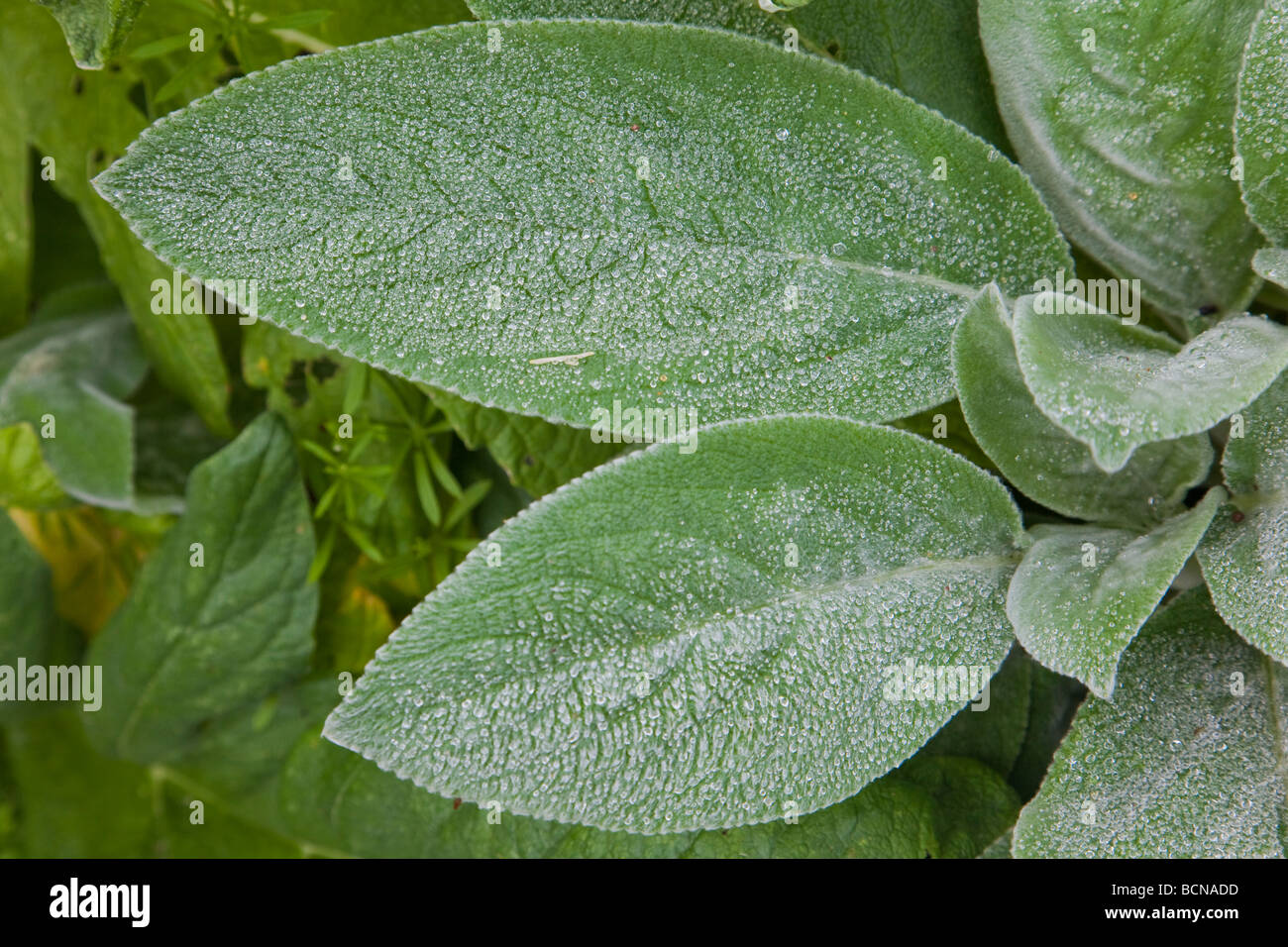 Lämmer Ohren (Niederwendischen Byzantina) Blätter mit Tautropfen Stockfoto