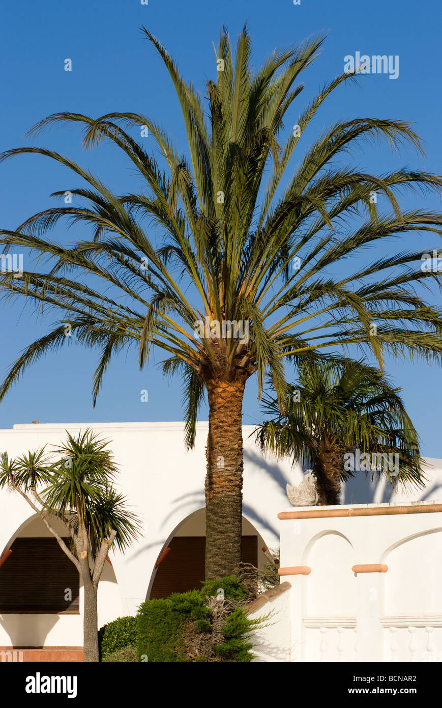 Weiß lackiertes gewölbte Villa mit großen Palme im Garten in