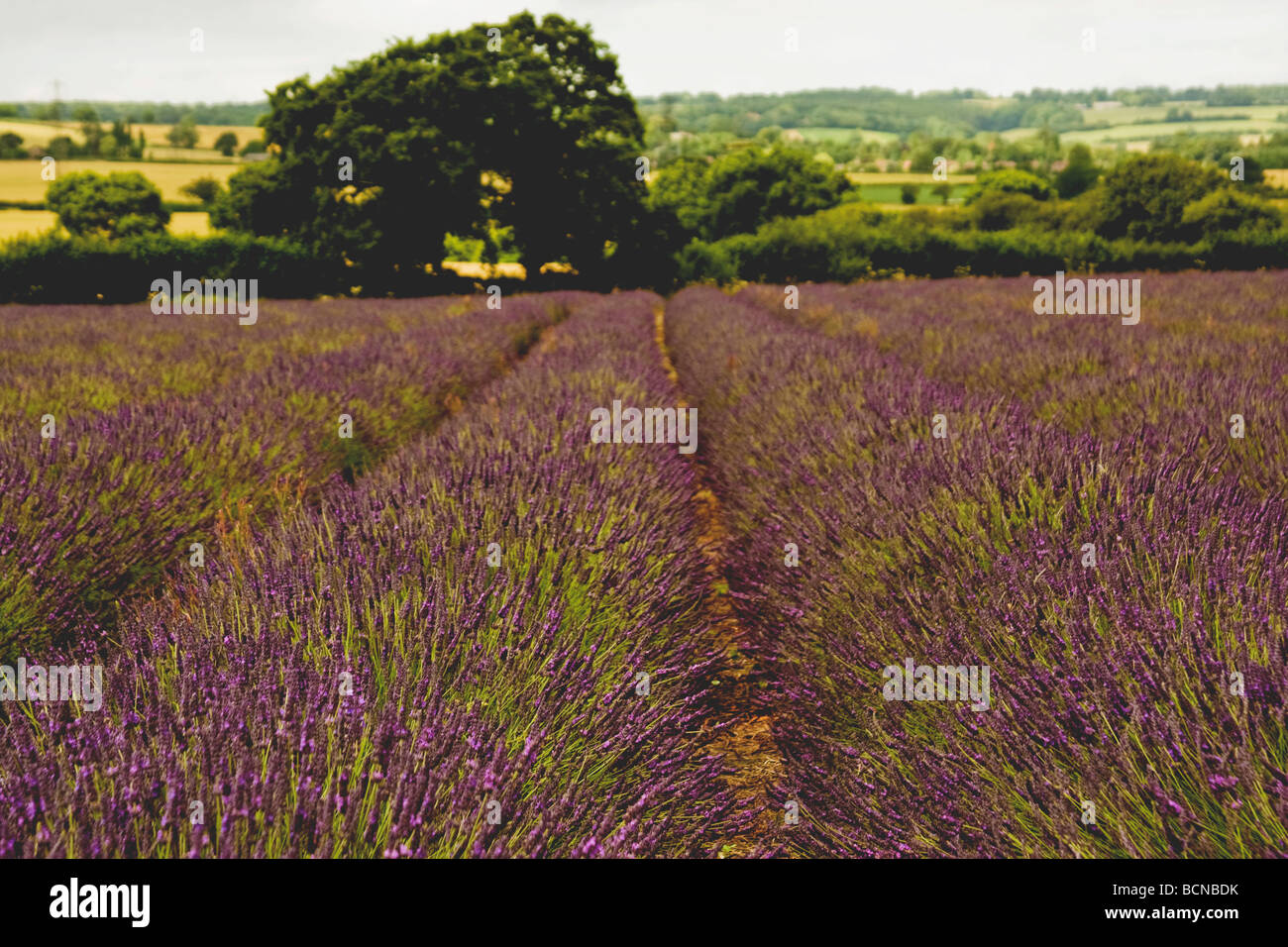 Ein Feld von Lavendel am Selborne Hampshire Stockfoto