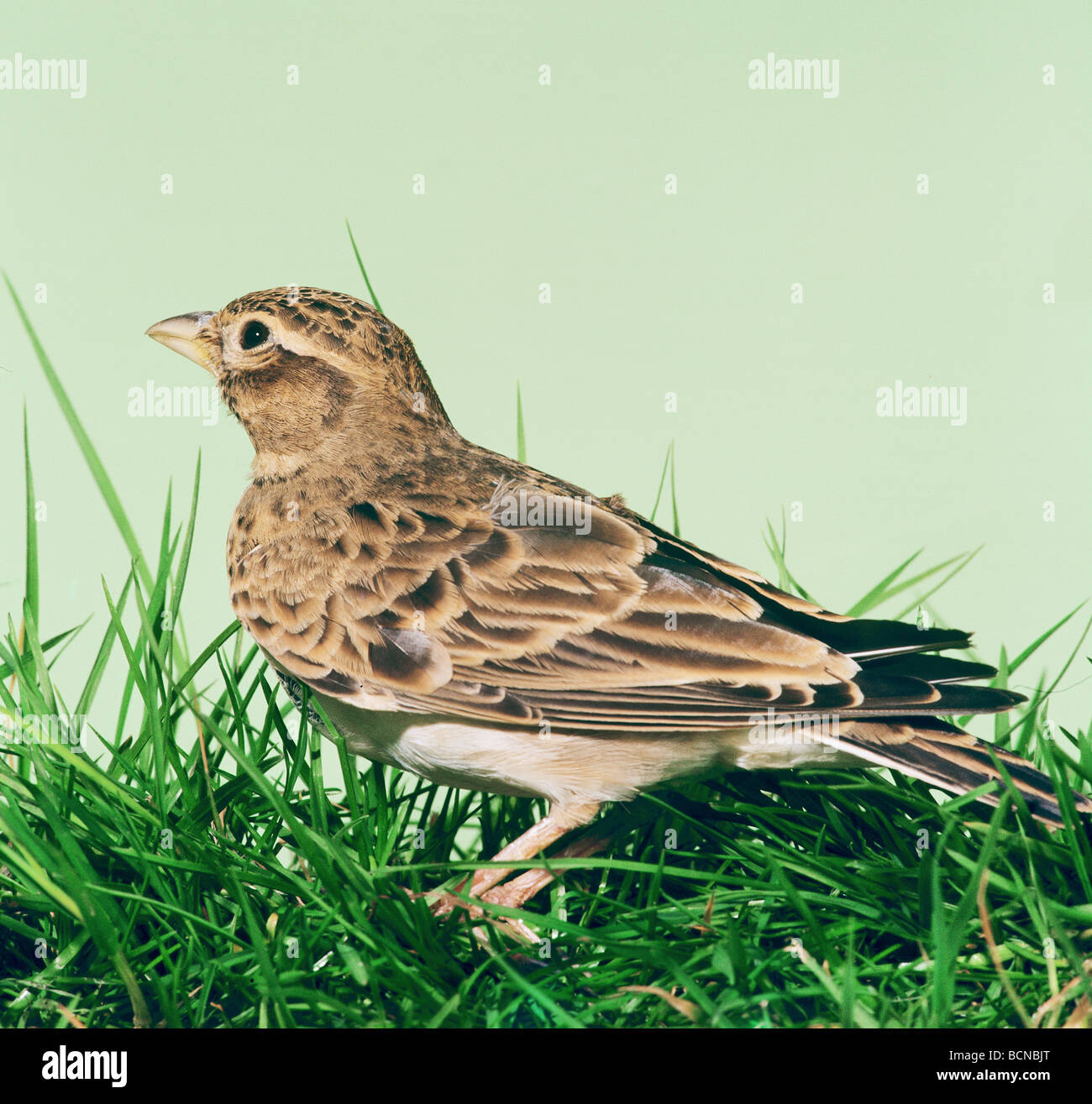 Skylark - stehend in den Rasen / Alauda Arvensis Stockfoto