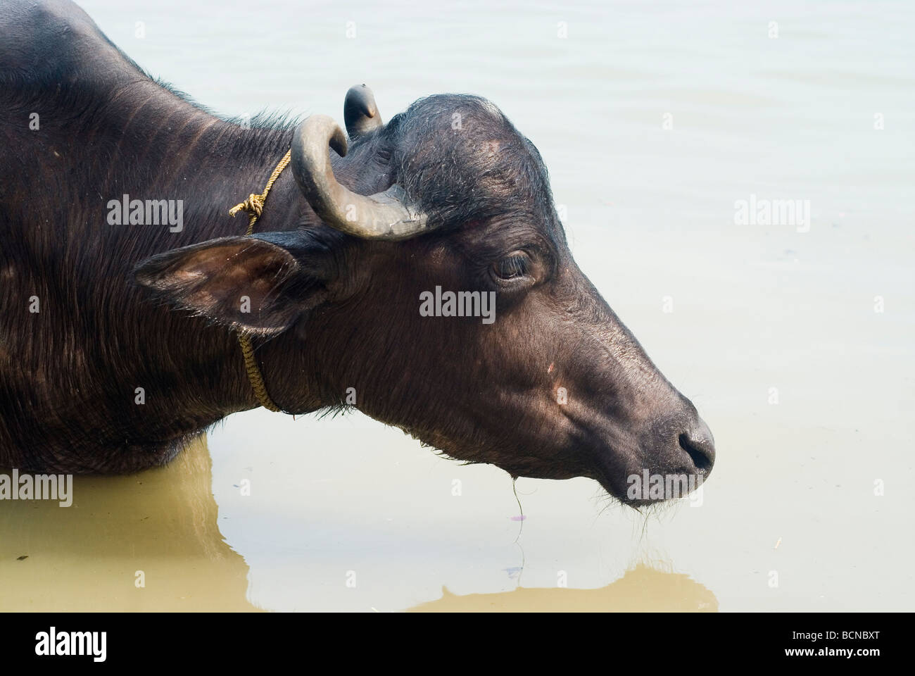 Schwarzer Büffel Baden im Fluss Ganges. Stockfoto