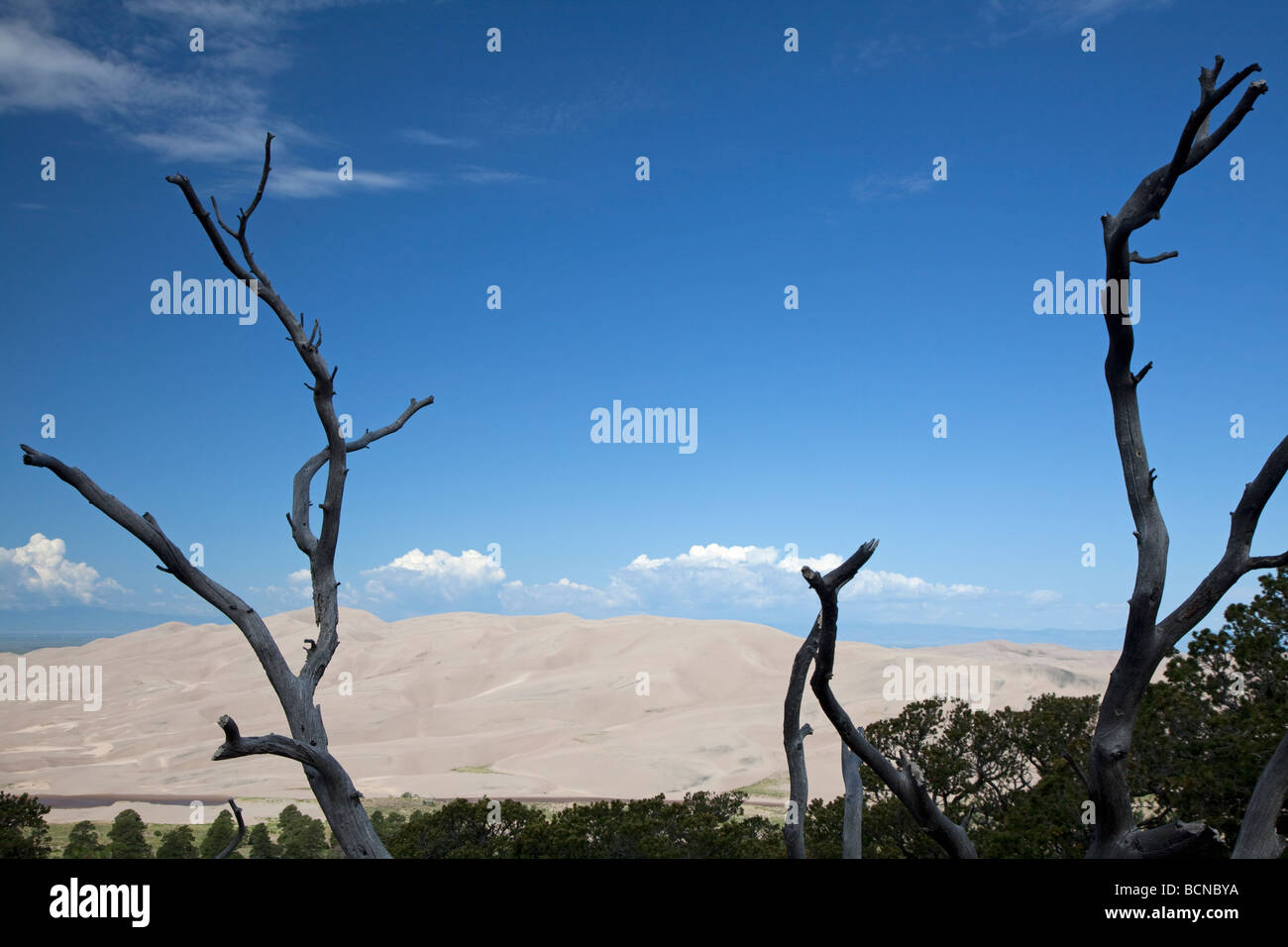 Mosca Colorado Great Sand Dunes National Park Stockfoto