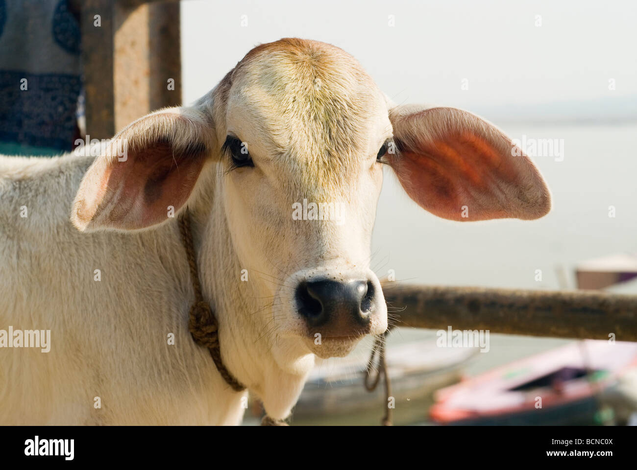 Hindu-Kuh, heilige Kuh. eine Kuh. Varanasi (Benares), Indien Stockfoto