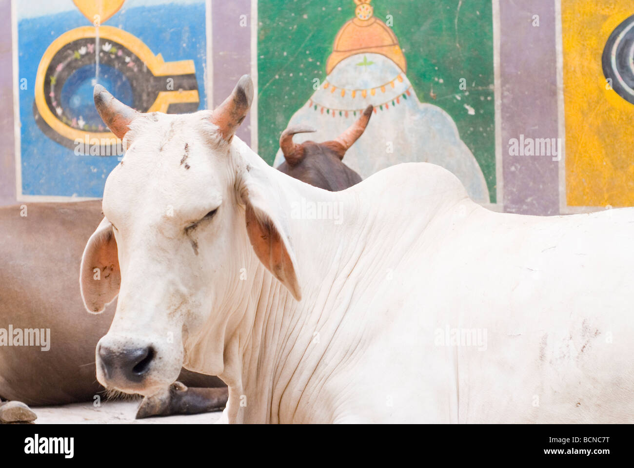 Kuh in Varanasi, Indien. Stockfoto