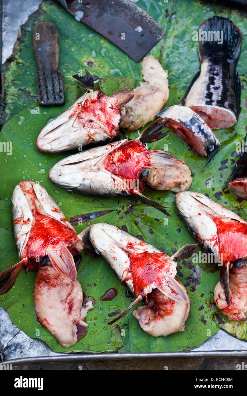 Fisch-Köpfe für den Verkauf im Markt Phnom Penh Kambodscha Stockfoto
