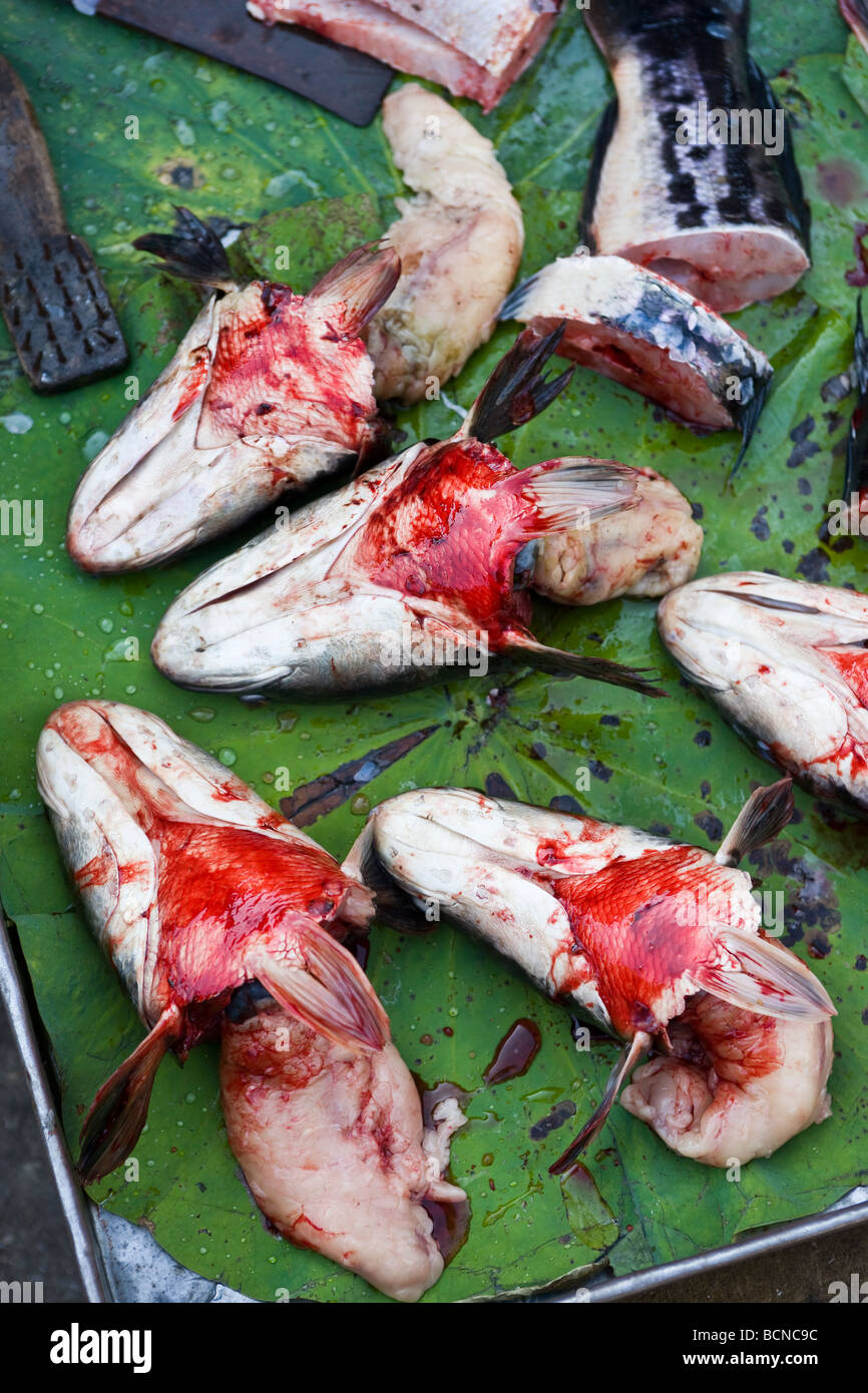 Fisch-Köpfe für den Verkauf im Markt Phnom Penh Kambodscha Stockfoto